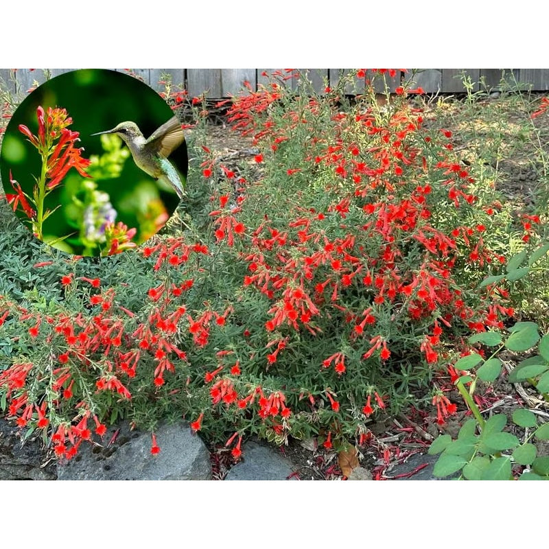🐦"Hummingbird Carpet"🌸Epilobium garrettii – Rainbow Burst 🌈