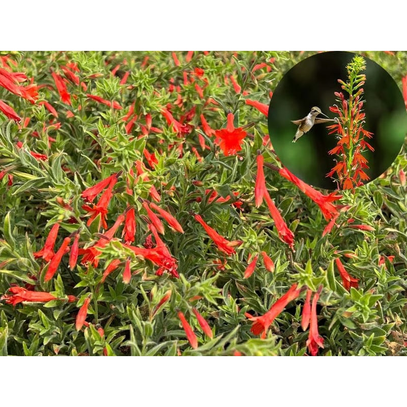 🐦"Hummingbird Carpet"🌸Epilobium garrettii – Rainbow Burst 🌈